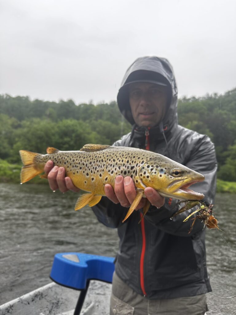 Brown Trout Fly Fishing Pennsylvania